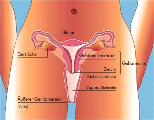 Papillomavirus gebarmutterhals Gardasil Erfahrungen, Bewertungen und Nebenwirkungen - sanego